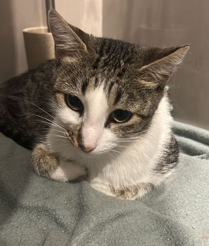 Los vecinos bautizaron a la gata como Estrella.