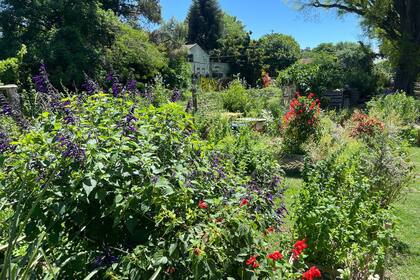 Los vecinos de la zona han decidido armar un jardín silvestre y una huerta comunitaria