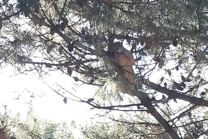 Los vecinos no qiusieron esperar a que el animal bajara solo y lo obligaron a descender arrojándole agua