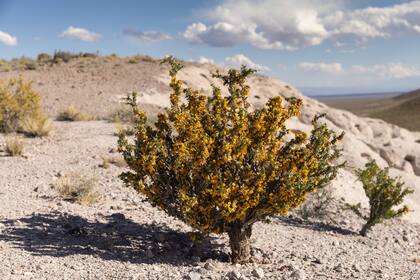 Los vegetales se adaptaron para evitar la pérdida de agua y defenderse de los animales.