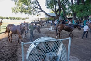 Lucha contra reloj: la recuperación de los caballos en 72/96 horas para jugar la final de Palermo