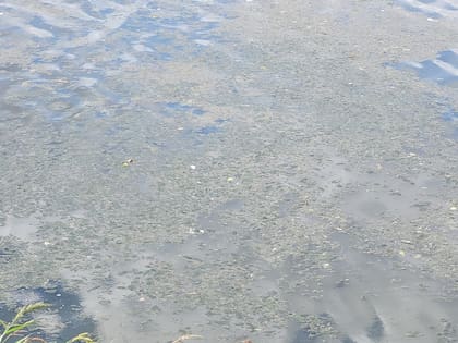 Los vertidos cloacales e industriales sobre los arroyos que descargan en la cuenca del río de La Plata.