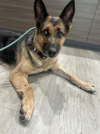 Los veterinarios creen que Koco recibió un disparo.