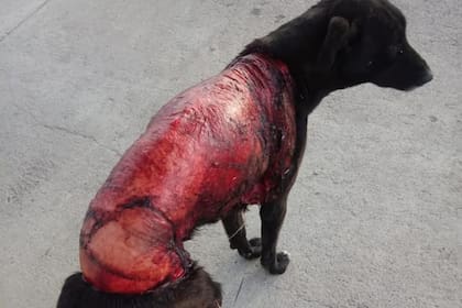 Los veterinarios creen que pudo no tratarse de un acto de maltrato animal, sino de un impacto contra un vehículo