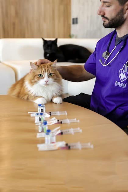 Los veterinarios de Amar Mascotas pueden hacer consulta domiciliaria u online