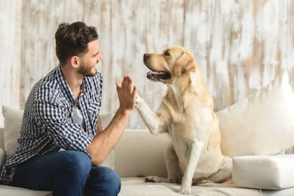 Es indispensable que el tutor reconozca los momentos en los cuales el perro es más propenso a roncar con el fin de descartar una enfermedad o condición en particular