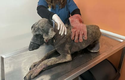 Los veterinarios le mostraron a Toto que el contacto físico podía ser suave y cariñoso.