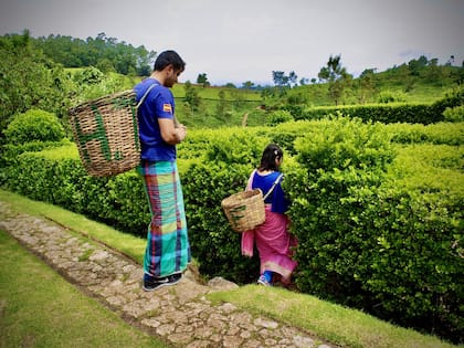 Los viajeros pueden participar de la cosecha del té con trajes típicos