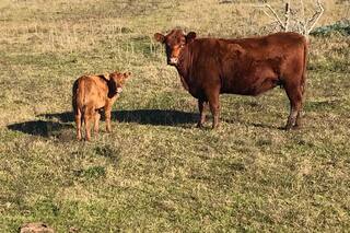 ¿Por qué comprar o retener vacas disminuye el impuesto a las Ganancias?