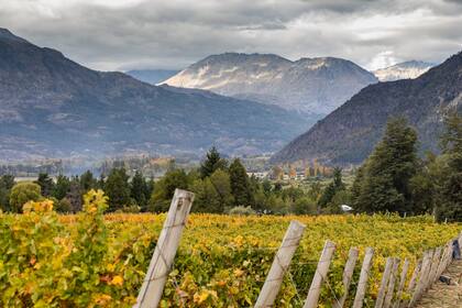 Los viñedos de Patagonian Wines.