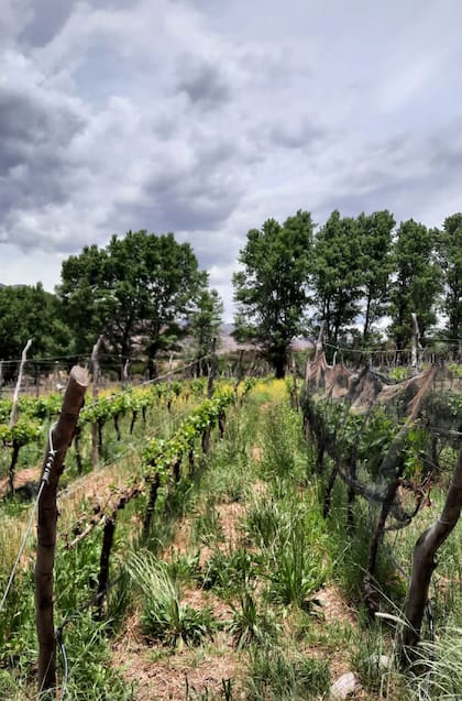 Los viñedos de Uraqui Wines están a 2750 y 3329 metros.