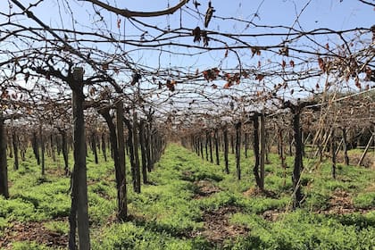 Los viñedos en los que produce la compañía