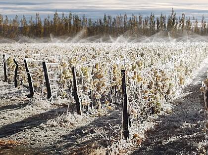 Los viñedos más australes donde se cultiva Pinot Noir, en Sarmiento, Chubut