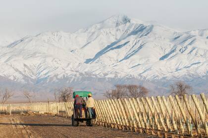 Los viñedos y la Cordillera.