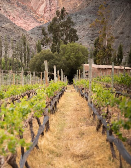 Los vinos de extrema altura de Amanecer Andino se gestan a 2300 metros sobre el nivel del mar