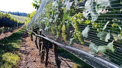 Los vinos de la bodega de Navarro Torre son los más premiados de Córdoba
