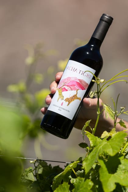 Los vinos de La Tana de Kindgard