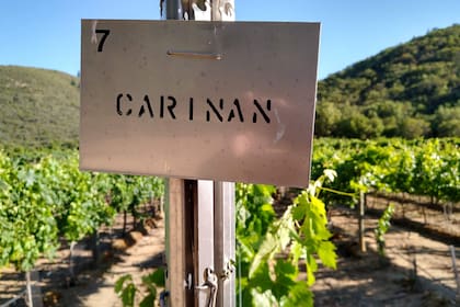 Los vinos del mediterráneo, los nuevos tintos que van invadiendo las góndolas