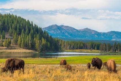 Los virus le permiten al pasto que crece el Parque Nacional Yellowstone soportar las altas temperaturas geotermales