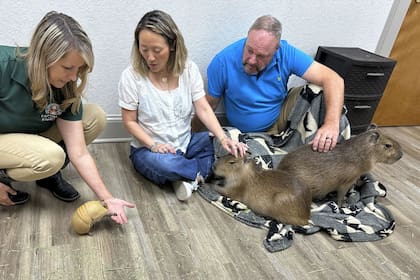 Los visitantes de The Capybara Cafe pasan a una habitación y luego entran tres capibaras que se acuestan en sus regazos (Mike Schneider/AP)