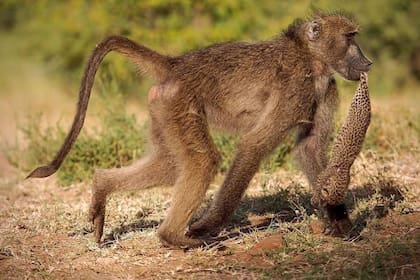 Los visitantes se sorprendieron al ver que el pequeño animal en manos del primate se encontraba vivo