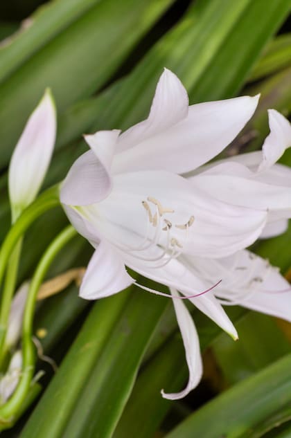 Los vistosos Crinum. Si se dividen matas, hay que plantarlos semienterrados.
