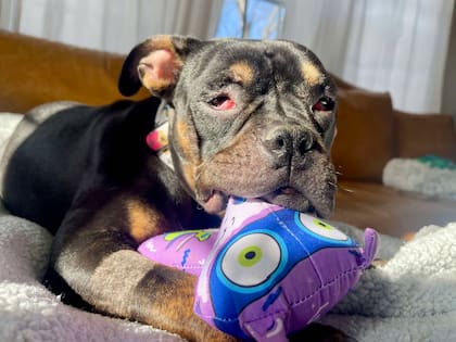 Los voluntarios del refugio decidieron llamar a la cachorra Blair.