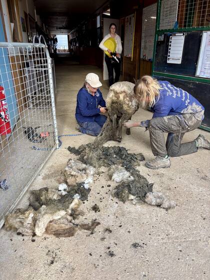Los voluntarios le sacaron a la oveja 17 kilos de lana llena de barro.