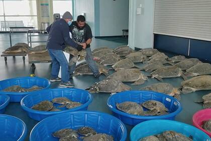 Los voluntarios llevaron a unas 4.700 tortugas a un centro de convenciones, para luego devolverlas a su hábitat cuando el clima esté en mejores condiciones