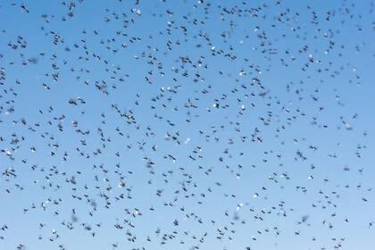 Los vuelos suelen ser muy molestos pero son fenómenos efímeros