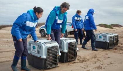 Los y las voluntarias que cuidaron de estas foquitas durante casi un mes, las liberaron con mucho entusiasmo. Hablan de la preocupación por la contaminación de las aguas.