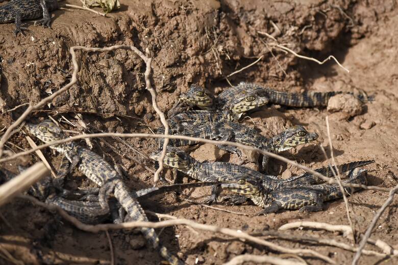 Santa Fe y su tesoro oculto: Jaaukanigás, el humedal que lucha por ser reserva provincial