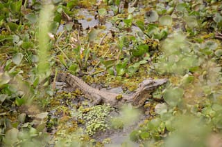 El valioso humedal de Santa Fe con monos y yacarés que busca ser Parque Nacional