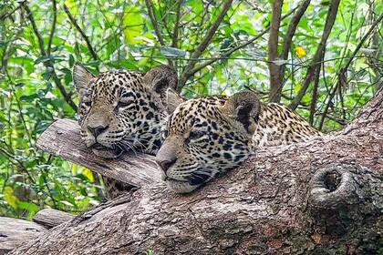 Los yaguaretés nacidos en PN Iberá