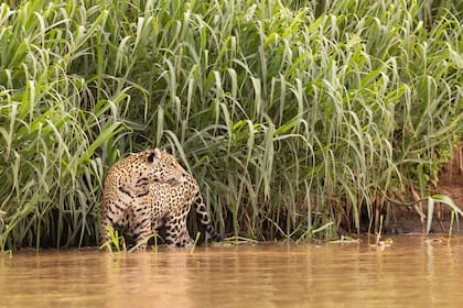 Los yaguaretés se ven fácil en Pantanal