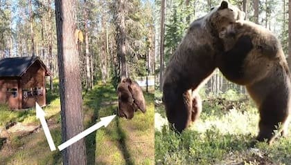 Los youtubers se encontraban en la cabaña de la imagen en el momento de la pelea de osos, pero habían puesto varias cámaras por toda la zona para captar el accionar de los animales