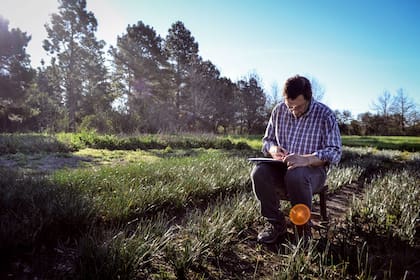 Los zefirantes crecen en un campo en Funes, cerca de Rosario.