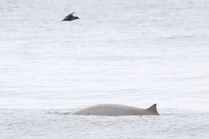 Los zifios o ballenatos de Cuvier se encuentran en peligro de extinción