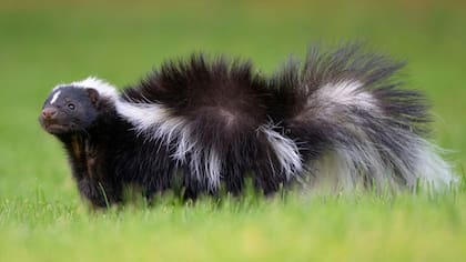 Los zorrillos podrían ser blancos y negros para ahuyentar a otros animales
(Foto: GETTY IMAGES)