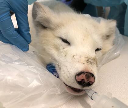 Los zorros árticos no habitan de manera natural en Oregon, por lo que se consideran animales exóticos en el estado (Facebook Bird Alliance of Oregon)