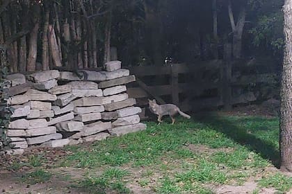 Los zorros grises arman madrigueras en lugares escondidos donde los humanos no puedan acceder y así poder tener crías 