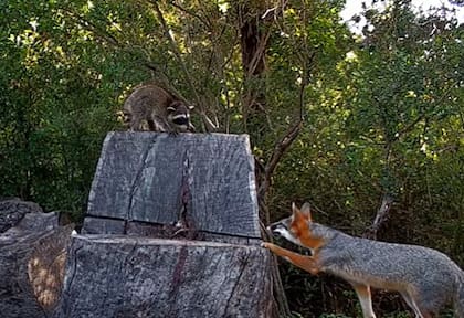 Los zorros intentaron atacar a la cría de mapache (Captura: The Dodo)