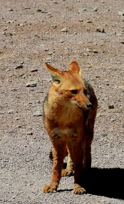 Los zorros, otros habitantes del recóndito lugar