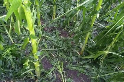Lote de maíz dañado en Crespo, Entre Ríos