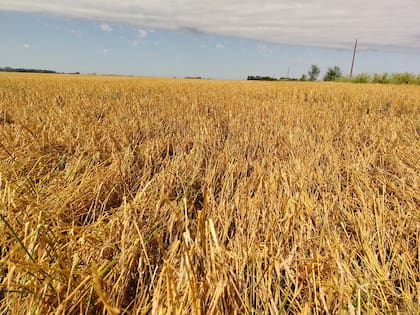 Lote de trigo dañado en un campo de Olavarría