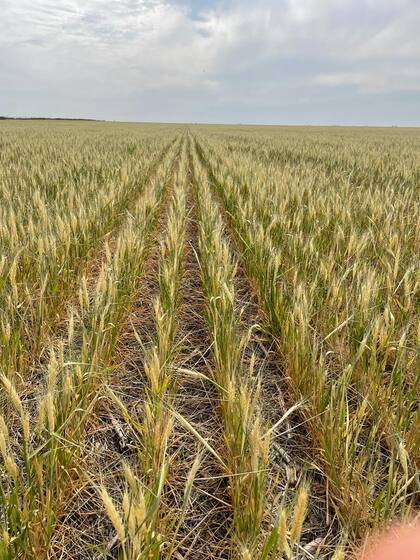 Lote de trigo en Pergamino, Buenos Aires