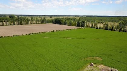 Lote para sembrar cebolla y con plantación de alfalfa