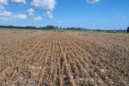 "Lote soja de 2da, Partido de Rojas contra rio Rojas. Parece 22/23 pero no, es actual 23/24", publicó en X Georges Breitschmitt junto a esta imagen