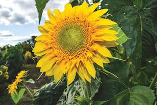 El girasol volvió a ganar protagonismo y el norte del país explica la mayor parte del salto