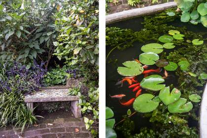 Lotos, nenúfares, lirios y peces conforman un ecosistema en el estanque de un jardín donde la naturaleza gana terreno sin pedir permiso